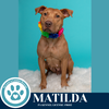 adoptable Dog in  named Matilda (Mom to Matilda