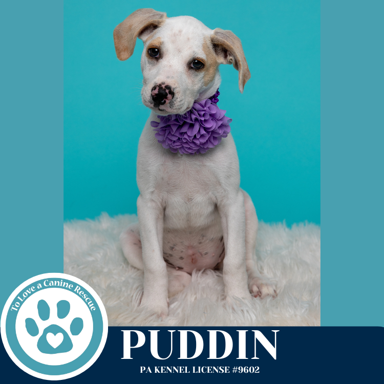 adoptable Dog in Kimberton, PA named Puddin (Finlee's Favorites) 062825