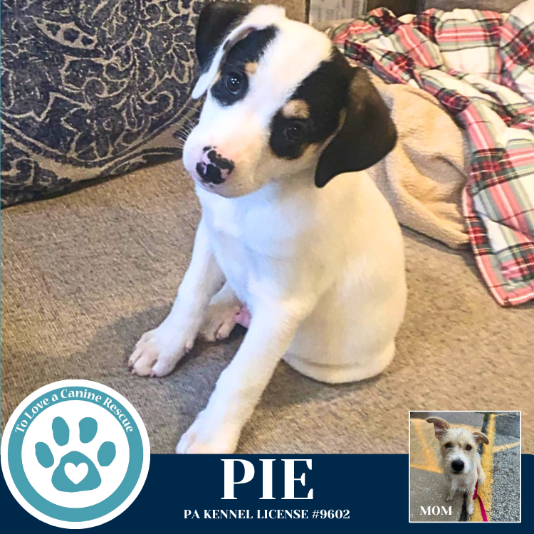 adoptable Dog in Kimberton, PA named Pie (Finlee's Favorites) 062825