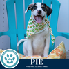 adoptable Dog in Kimberton, PA named Pie (Finlee