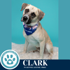 adoptable Dog in kimberton, PA named Clark 062825