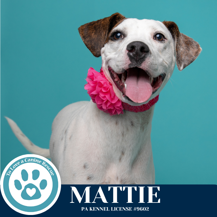 adoptable Dog in Kimberton, PA named Mattie (Two Peas in a Paw) 062825