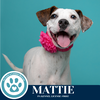 adoptable Dog in kimberton, PA named Mattie (Two Peas in a Paw) 062825