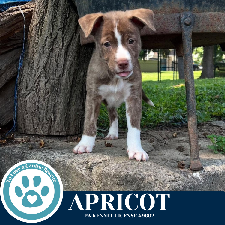 adoptable Dog in Kimberton, PA named Apricot (Cassandra's Fruit Family) 052425