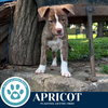 adoptable Dog in  named Apricot (Cassandra