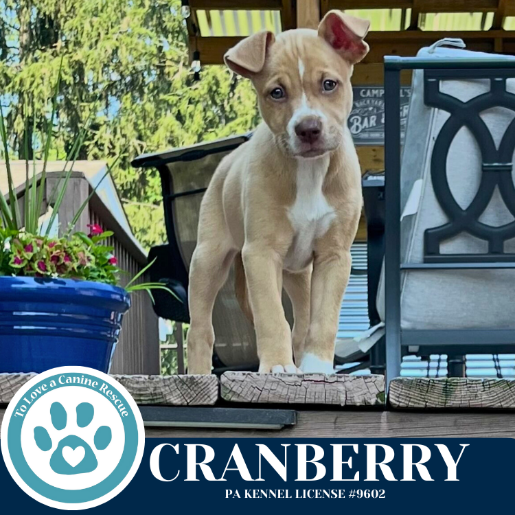 adoptable Dog in Kimberton, PA named Cranberry (Cassandra's Fruit Family) 052425