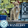 adoptable Dog in kimberton, PA named Cranberry (Cassandra