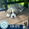 adoptable Dog in kimberton, PA named Grape (Cassandra