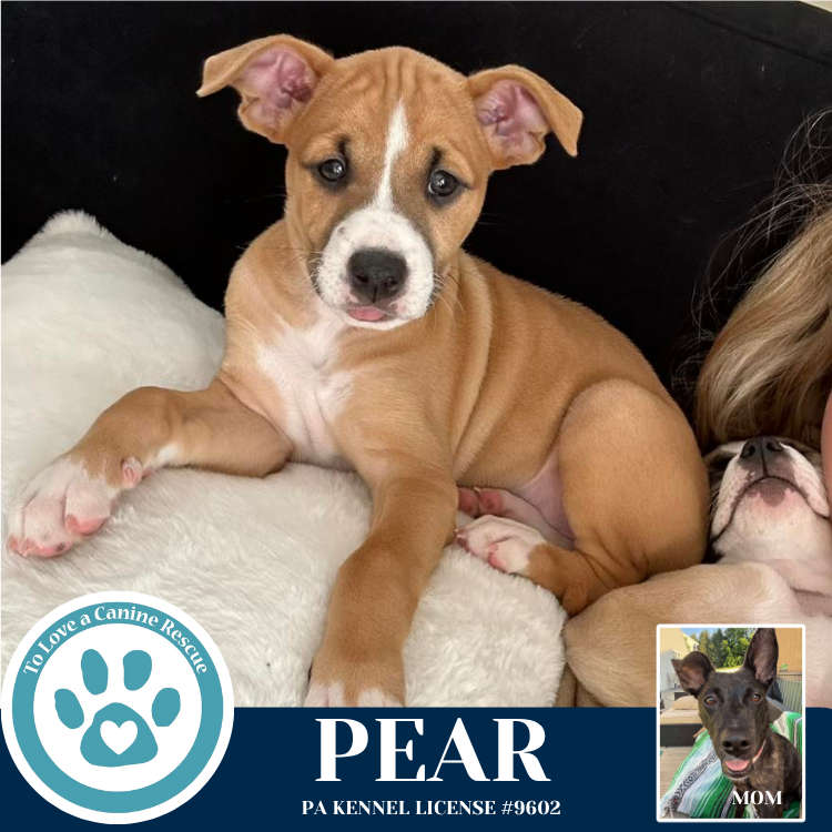 adoptable Dog in Kimberton, PA named Pear (Cassandra's Fruit Family) 052425