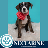 adoptable Dog in kimberton, PA named Nectarine (Cassandra