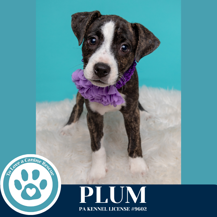adoptable Dog in Kimberton, PA named Plum (Cassandra's Fruit Family) 052425