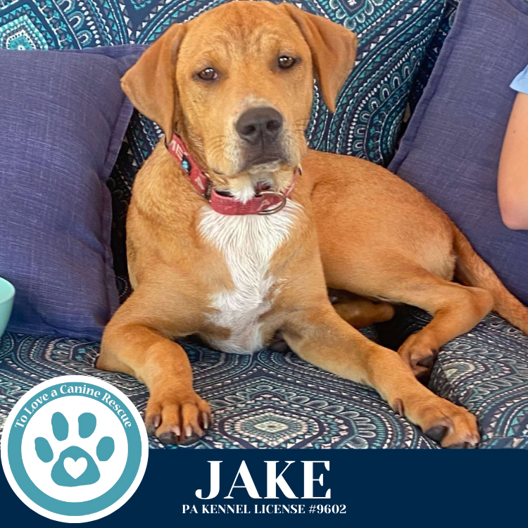adoptable Dog in Kimberton, PA named Jake (Snow White's Pups) 071225