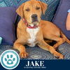 adoptable Dog in kimberton, PA named Jake (Snow White