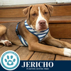 adoptable Dog in kimberton, PA named Jericho (Snow White