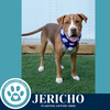 adoptable Dog in Kimberton, PA named Jericho (Snow White