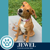 adoptable Dog in kimberton, PA named Jewel (Snow White
