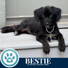 adoptable Dog in  named Bestie (BestBelle Duo) 071925