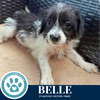 adoptable Dog in  named Belle (BestBelle Duo) 071925
