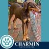adoptable Dog in kimberton, PA named Charmin 071925