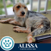 adoptable Dog in , PA named Alissa 071925