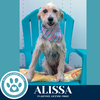 adoptable Dog in , PA named Alissa 071925