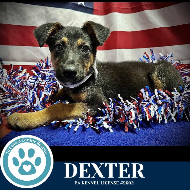 adoptable Dog in Kimberton, PA named Dexter 071925