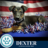 adoptable Dog in kimberton, PA named Dexter 071925
