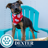adoptable Dog in , PA named Dexter 071925