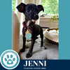 adoptable Dog in kimberton, PA named Jenni 071925
