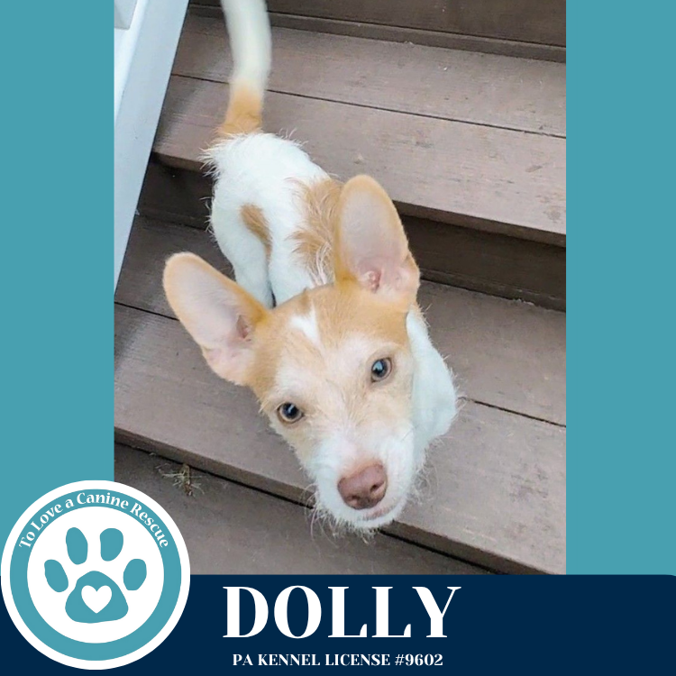 adoptable Dog in Kimberton, PA named Dolly 071925