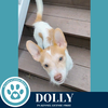adoptable Dog in kimberton, PA named Dolly 071925