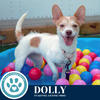 adoptable Dog in  named Dolly 071925