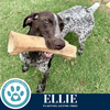 adoptable Dog in kimberton, PA named Ellie 071925