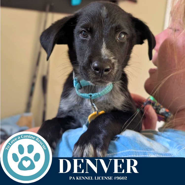 adoptable Dog in Kimberton, PA named Denver (Roam Rangers) 071925