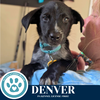 adoptable Dog in kimberton, PA named Denver (Roam Rangers) 071925