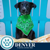 adoptable Dog in , PA named Denver (Roam Rangers) 071925