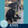 adoptable Dog in kimberton, PA named Knox (Roam Rangers) 071925