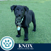 adoptable Dog in , PA named Knox (Roam Rangers) 071925