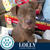 adoptable Dog in  named Lolly 071925