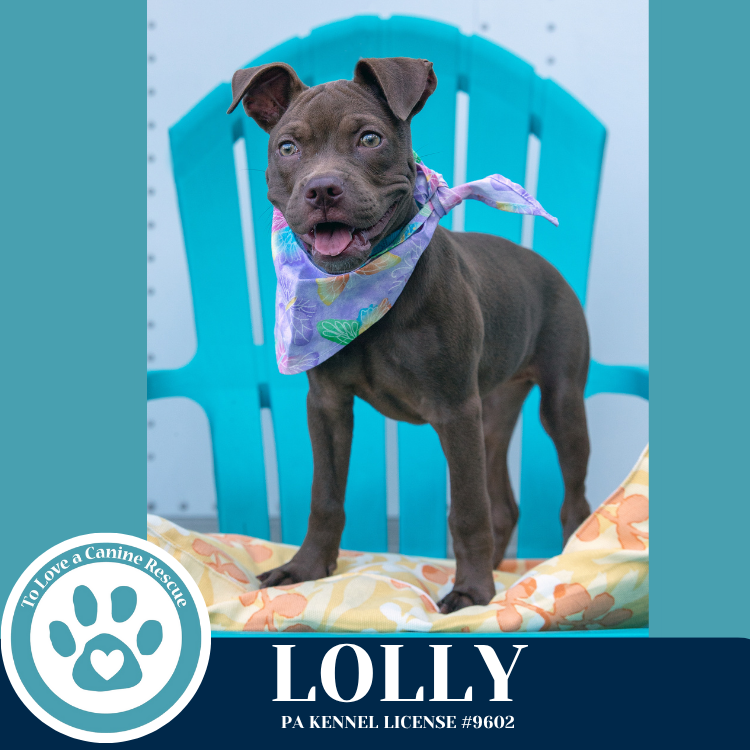 adoptable Dog in Kimberton, PA named Lolly 071925