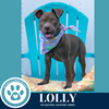 adoptable Dog in  named Lolly 071925