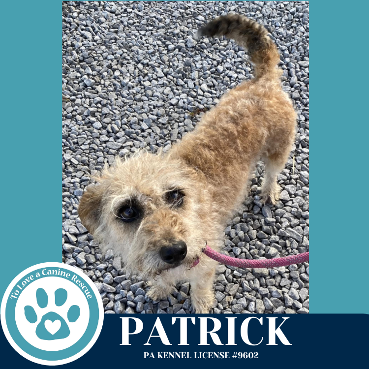 adoptable Dog in Kimberton, PA named Patrick 071925