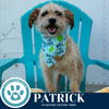 adoptable Dog in , PA named Patrick 071925
