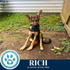 adoptable Dog in  named Rich 071925