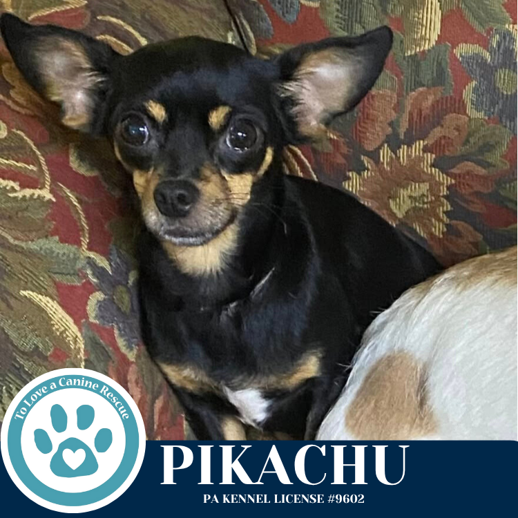 adoptable Dog in Kimberton, PA named Pikachu 071925
