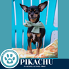 adoptable Dog in  named Pikachu 071925