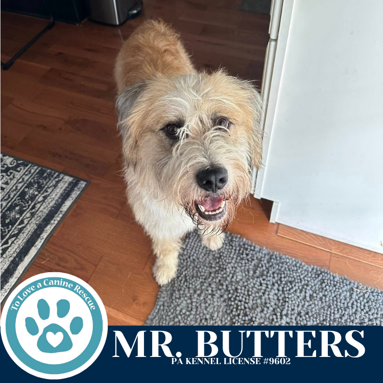adoptable Dog in Kimberton, PA named Mr. Butters 071925