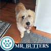 adoptable Dog in kimberton, PA named Mr. Butters 071925