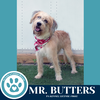 adoptable Dog in , PA named Mr. Butters 071925