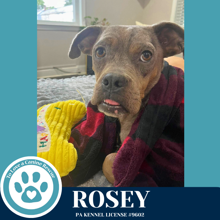 adoptable Dog in Kimberton, PA named Rosey 071925